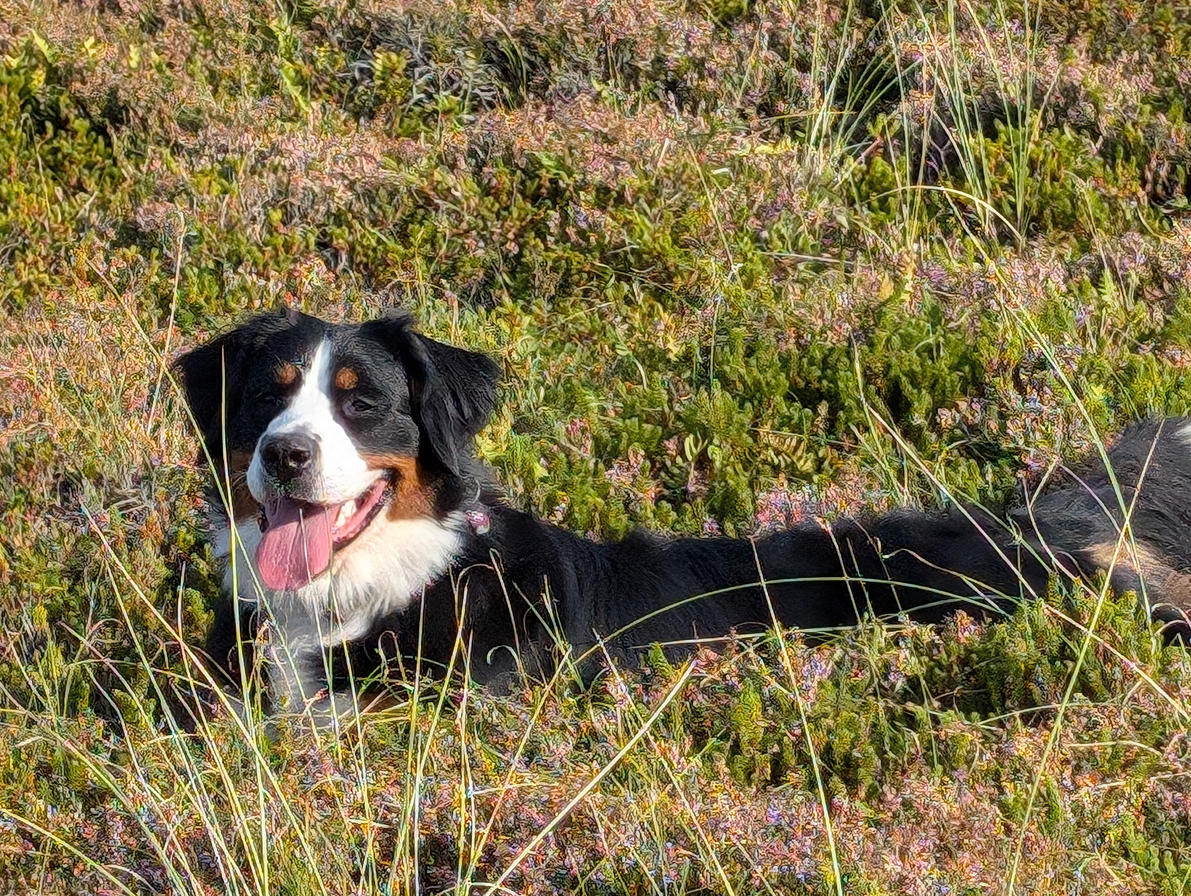 Berner Sennenhund 1