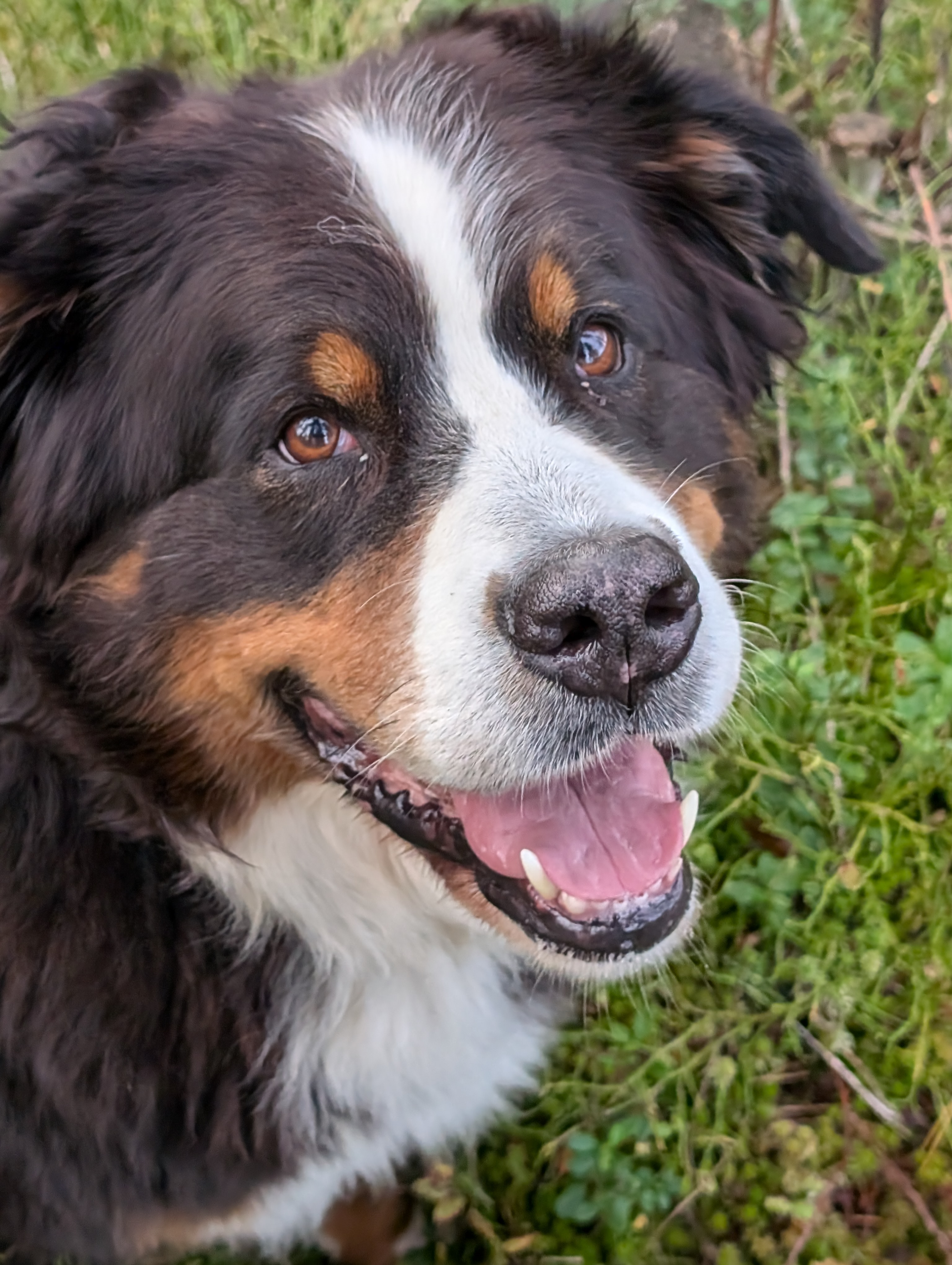 Berner Sennenhund 2